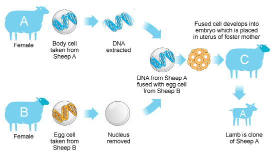 Cloning Flow Chart